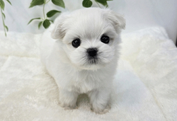 Cucciolo di maltese con pedigree