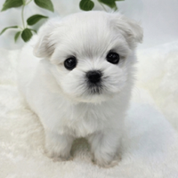 Cucciolo di maltese con pedigree