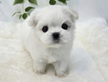 Cucciolo di maltese con pedigree