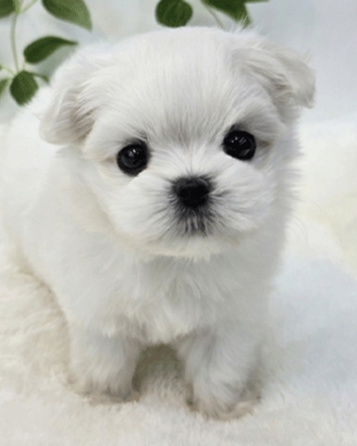 Cucciolo di maltese con pedigree