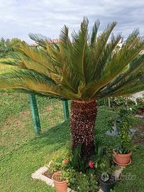 Cycas Revoluta