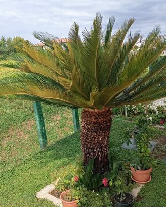 Cycas Revoluta