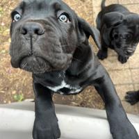 Cucciole di Cane corso