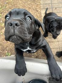 Cucciole di Cane corso