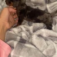 Bassotto Kaninchen/Nano