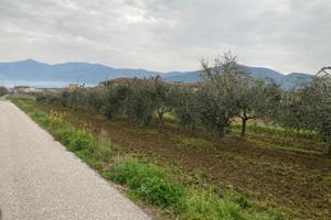 Terreno 2100mt agrigolo con 2 pozzi e oliveto