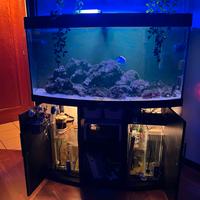 Acquario Vision juwel 260 curvo