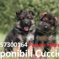 Disponibili cuccioli pastore tedesco