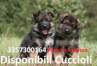 Disponibili cuccioli pastore tedesco