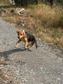 Cucciolo di cinque mesi