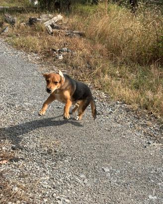 Cucciolo di cinque mesi