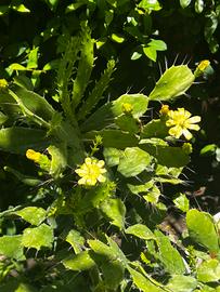 Opuntia brasiliensis