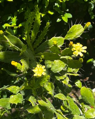 Opuntia brasiliensis