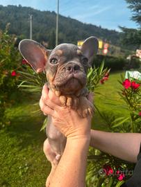 Bulldog Francese