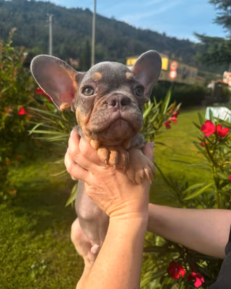 Bulldog Francese
