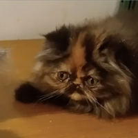 Disponibile cucciola di gatto persiano