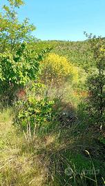 Terreno Agricolo Arezzo [RIF VA16VRG]