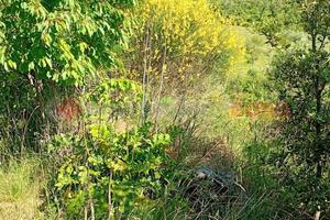 Terreno Agricolo Arezzo [RIF VA16VRG]
