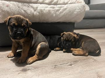 Cuccioli disponibili