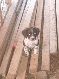 Springer spaniel cuccioli