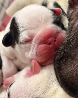 Bulldog francese una meraviglia per gli occhi
