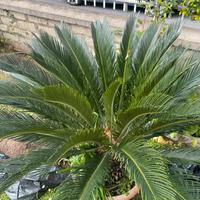Pianta Cicas o da terrazzo o da giardino