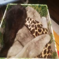 scampoli di varie pellicce