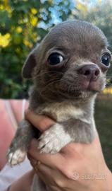 Chihuahua toy