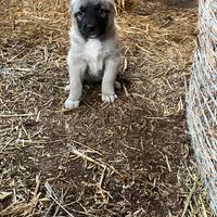Cuccioli kangal