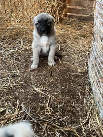 Cuccioli kangal