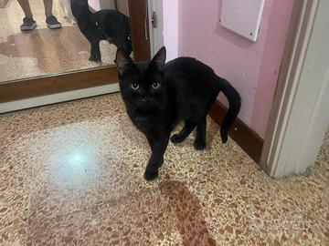 Sossio gattino 6 mesi