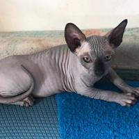 Cuccioli Sphynx