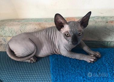 Cuccioli Sphynx