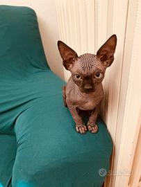 Sphynx femmina disponibile