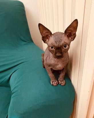 Sphynx femmina disponibile