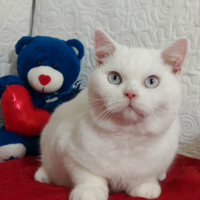 British shorthair occhi Azzurri