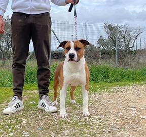 American Staffordshire Terrier