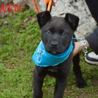 Cucciolo Owen mix corso