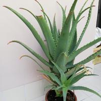 Aloe