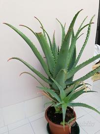 Aloe