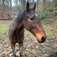 Cavallo Purosangue