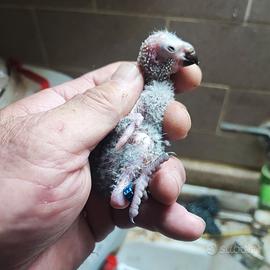 Pulli di Lory arcobaleno da imbecco