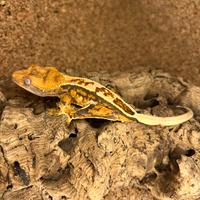 40% su geco ciliatus Leachianus Auricolatus