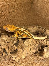 40% su geco ciliatus Leachianus Auricolatus