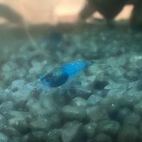 Caridine Blu