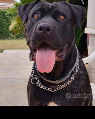 cuccioli cane corso