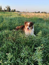 Cane pastore australiano