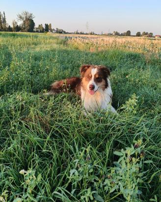 Cane pastore australiano