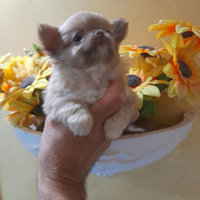Vendita chihuahua