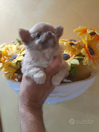 Vendita chihuahua